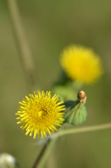 Sonchus asper  3-1-25