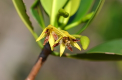 Red Mangrove III 5-10-23