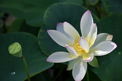 Sacred Lotus I 7-17-25