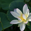 Sacred Lotus I 7-17-25