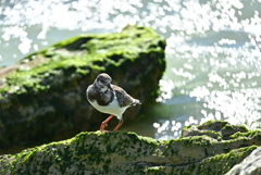 Ruddy Turnstone on the Rock II 11-26-24
