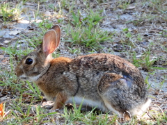 Eastern Cottontail No2 5-10-23