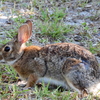 Eastern Cottontail No2 5-10-23