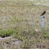 The Nest Near Cape Coral Library  4-10-2