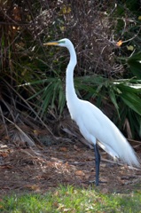 Great Egret II 1-24-23