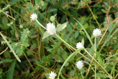 Gomphrena serrata 10-22-23