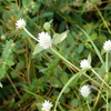 Gomphrena serrata 10-22-23