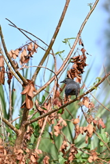 Gray Catbird IV 10-27-24