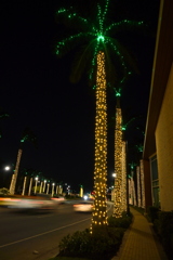 Palm Trees 11-28-24