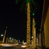 Palm Trees 11-28-24