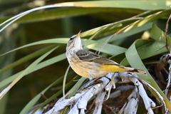 あれおいしいかな　11-18-25