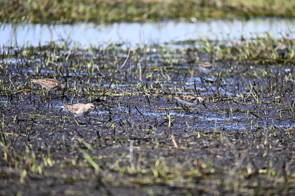 By the Lake  10-15-25