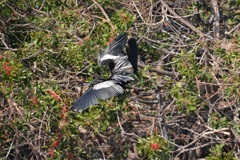 Male Anhinga 1-24-23