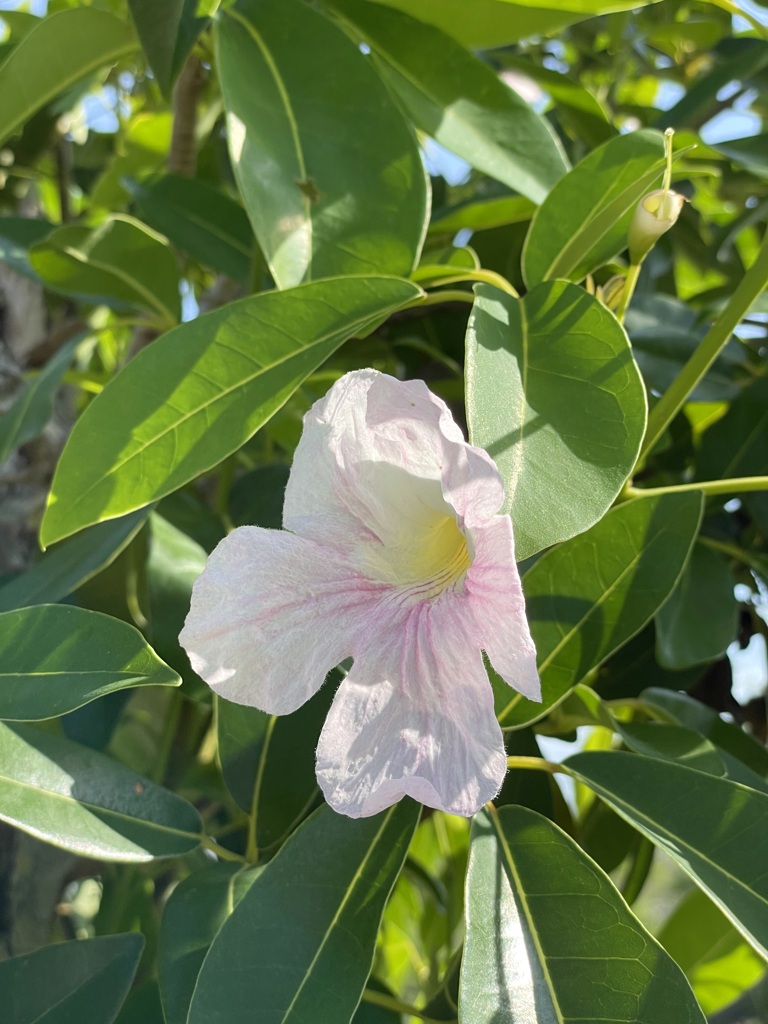 Tabebuia pallida No1-III 5-11-23