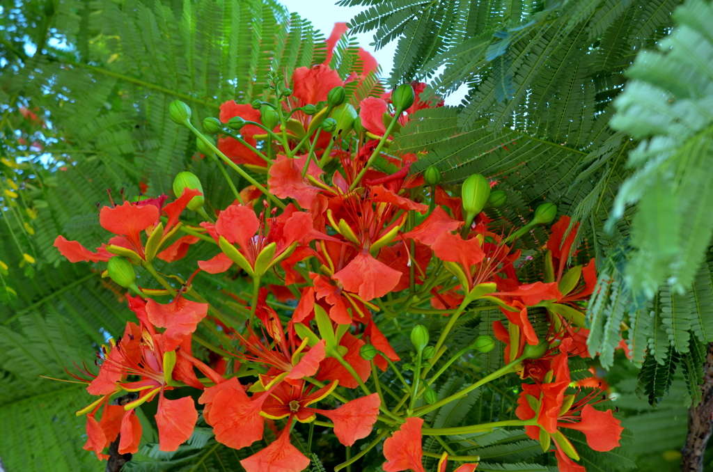 Royal Poinciana I 6-22-23