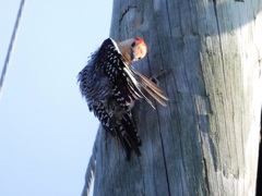 Preening　8-6-23