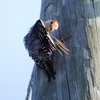 Preening　8-6-23