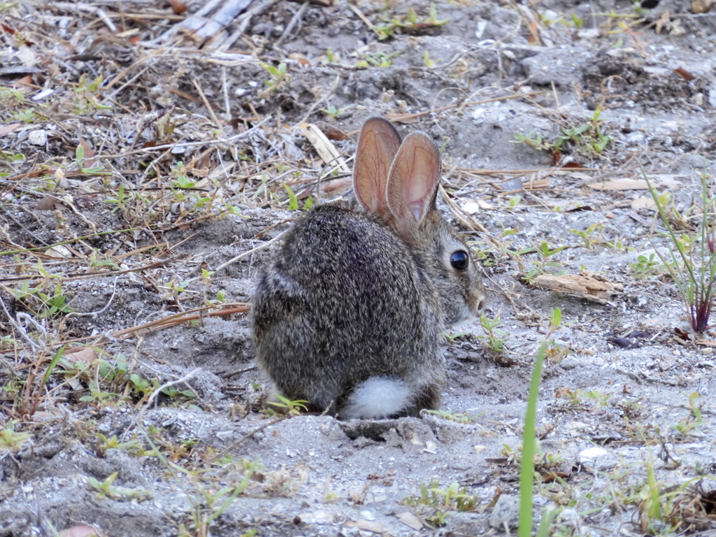 Cottontail No1 5-10-23