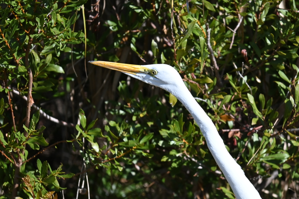 ろくろっくびみたい　1-20-26