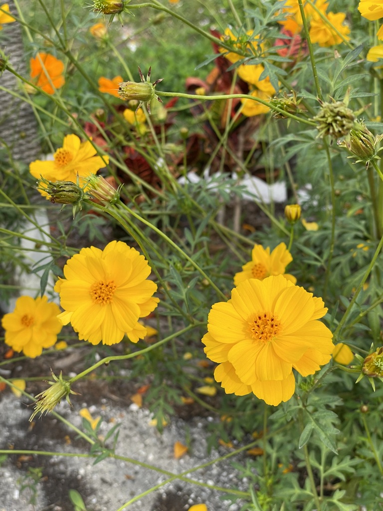 Yellow Cosmos in Yellow 3-9-24