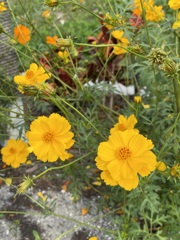 Yellow Cosmos in Yellow 3-9-24