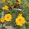Yellow Cosmos in Yellow 3-9-24