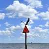 Brown Pelican 4-20-23