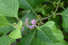 American Beautyberry I 7-9-25
