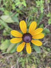 Rudbeckia hirta I 12-22-22