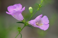 Purple False Foxglove 6-5-25