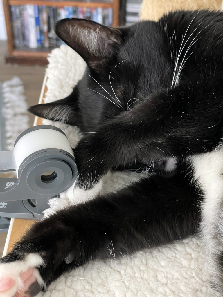 そっとしておいてにゃ　10-16-25