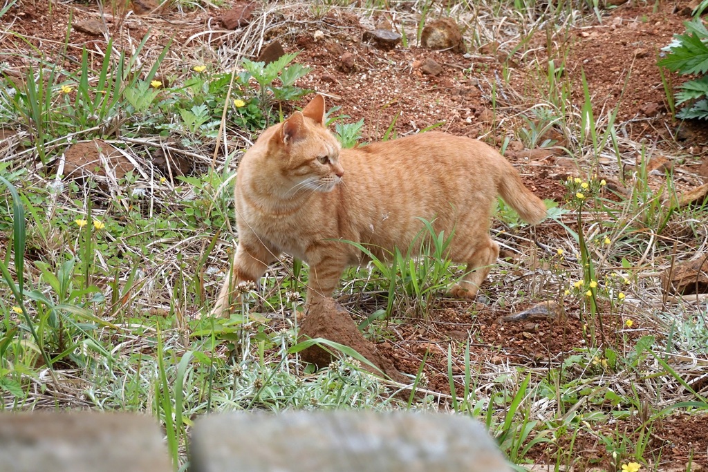 052 公園の茶トラ 2024-4-17