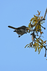 Blue-Gray Gnatcatcher IV 2-26-26