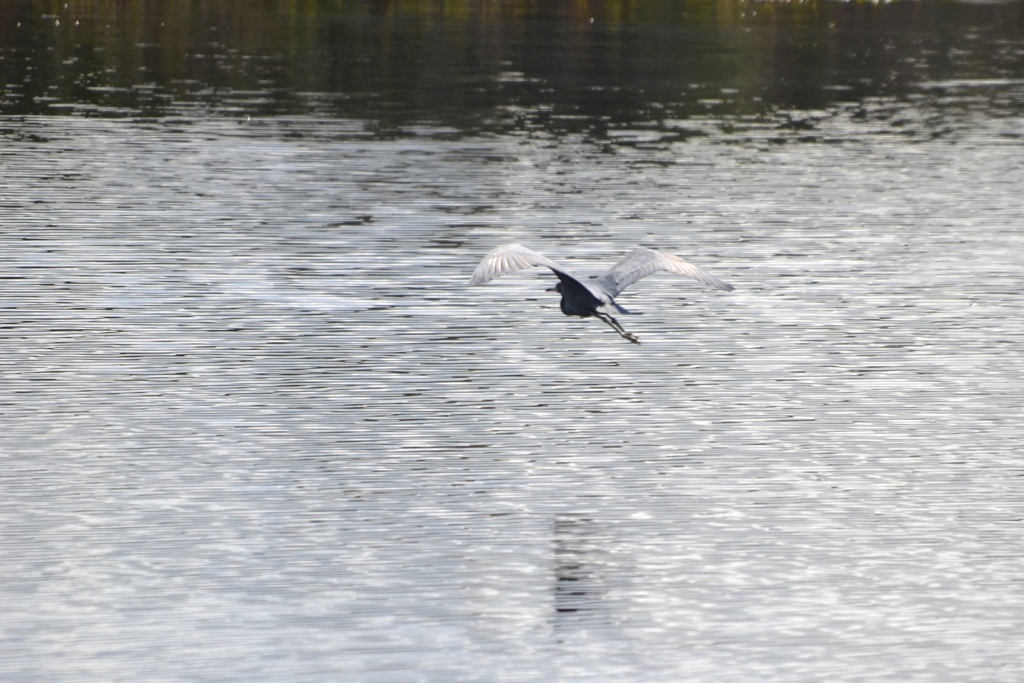 The Flight 1-2-23