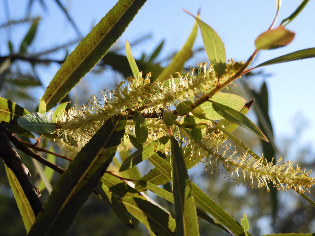 Coastal Plain Willow I 2-22-23