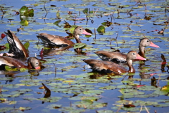 Black-bellied Whistling-Ducks