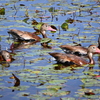 Black-bellied Whistling-Ducks