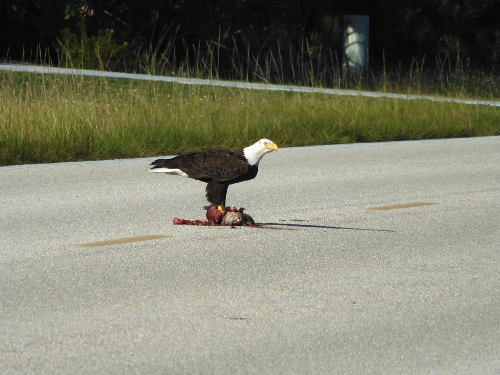 ご飯にもどりました　10-25-23