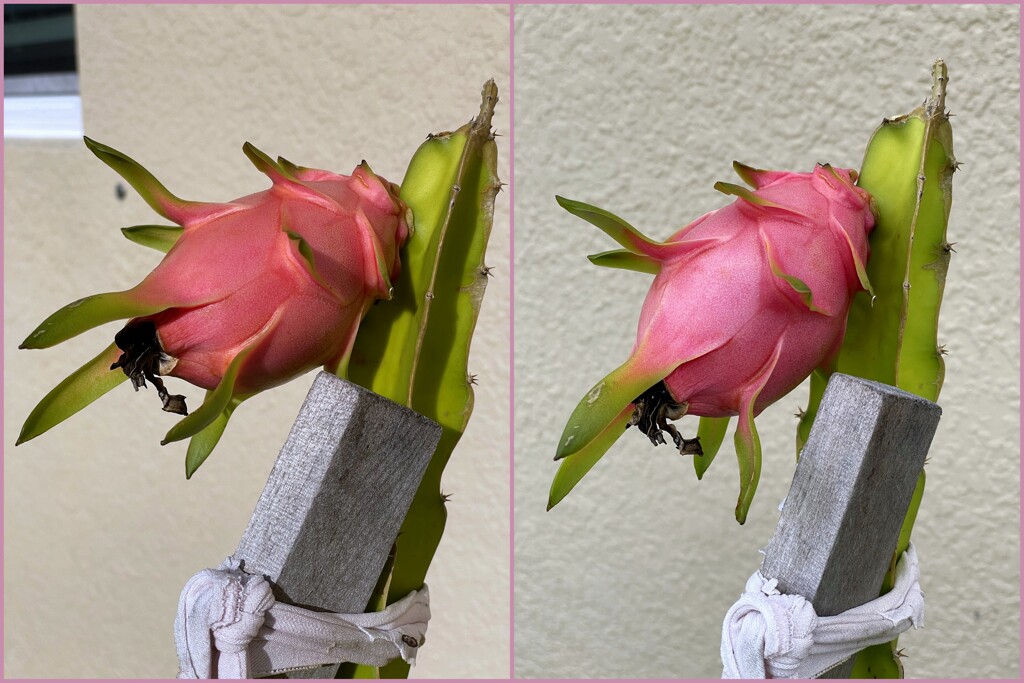 Dragon Fruit 10-4_8-2023