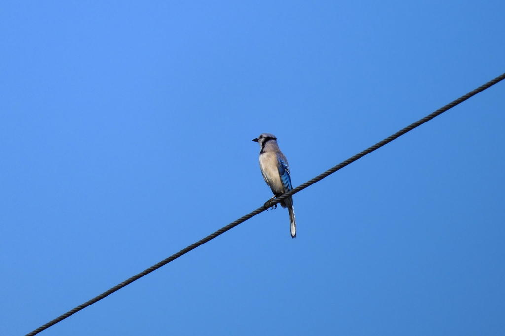 Blue Jay 3-1-23