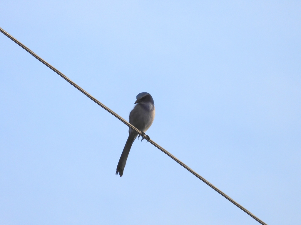 Scrub Jay I 1-5-22