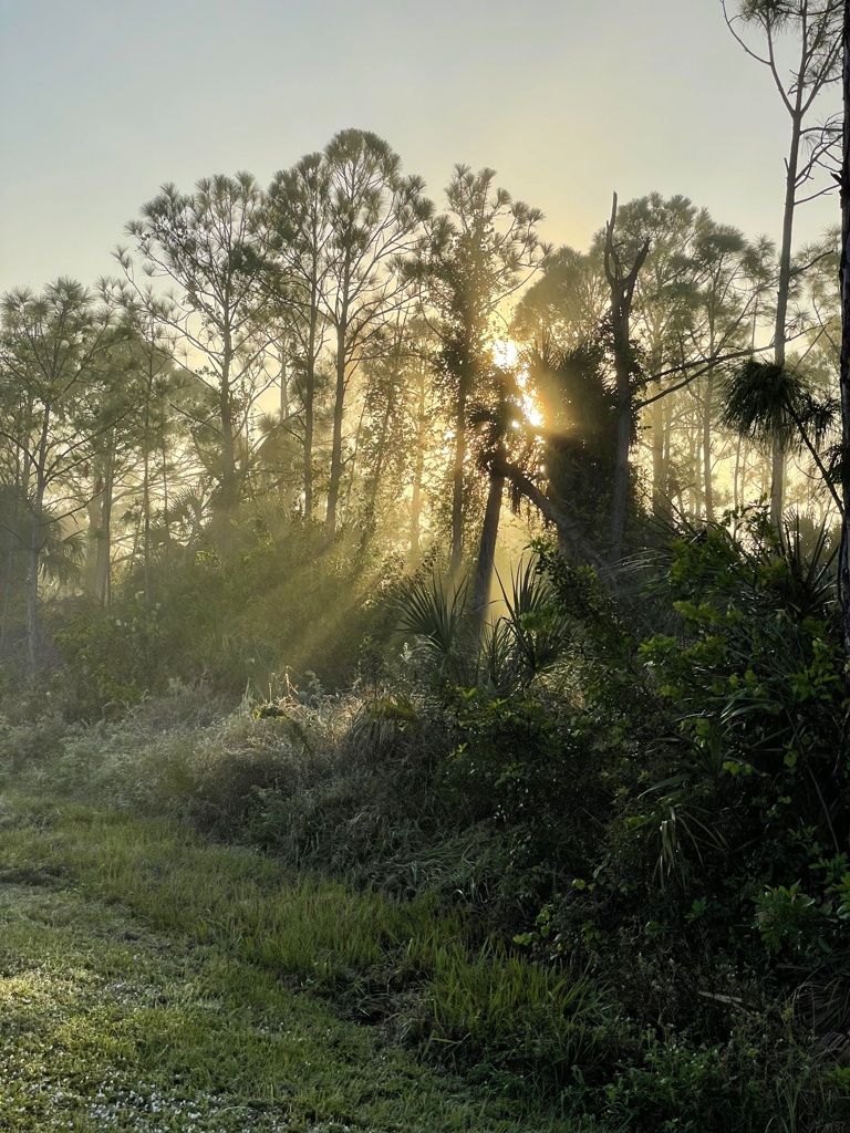 Thanksgiving Morning 11-28-24