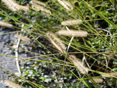 YELLOW BRISTLEGRASS 9-3-23