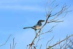 Jay jay 11-8-24