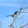 Jay jay 11-8-24