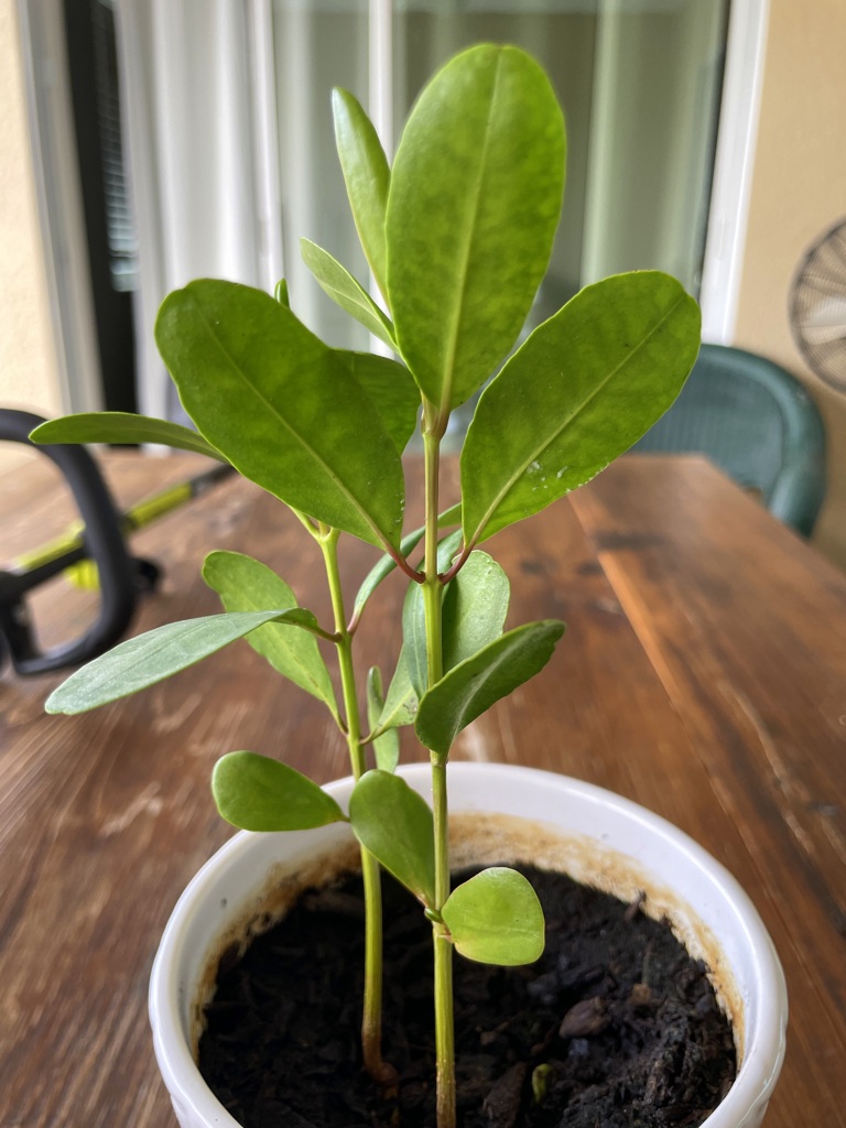 White Mangrove 1-2-25