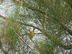 Yellow Warbler III 9-24-23
