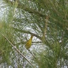 Yellow Warbler III 9-24-23