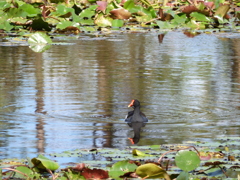 Common Gallinule 1 12-13-22