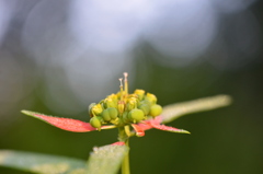 Euphorbia cyathophora II 8-20-25
